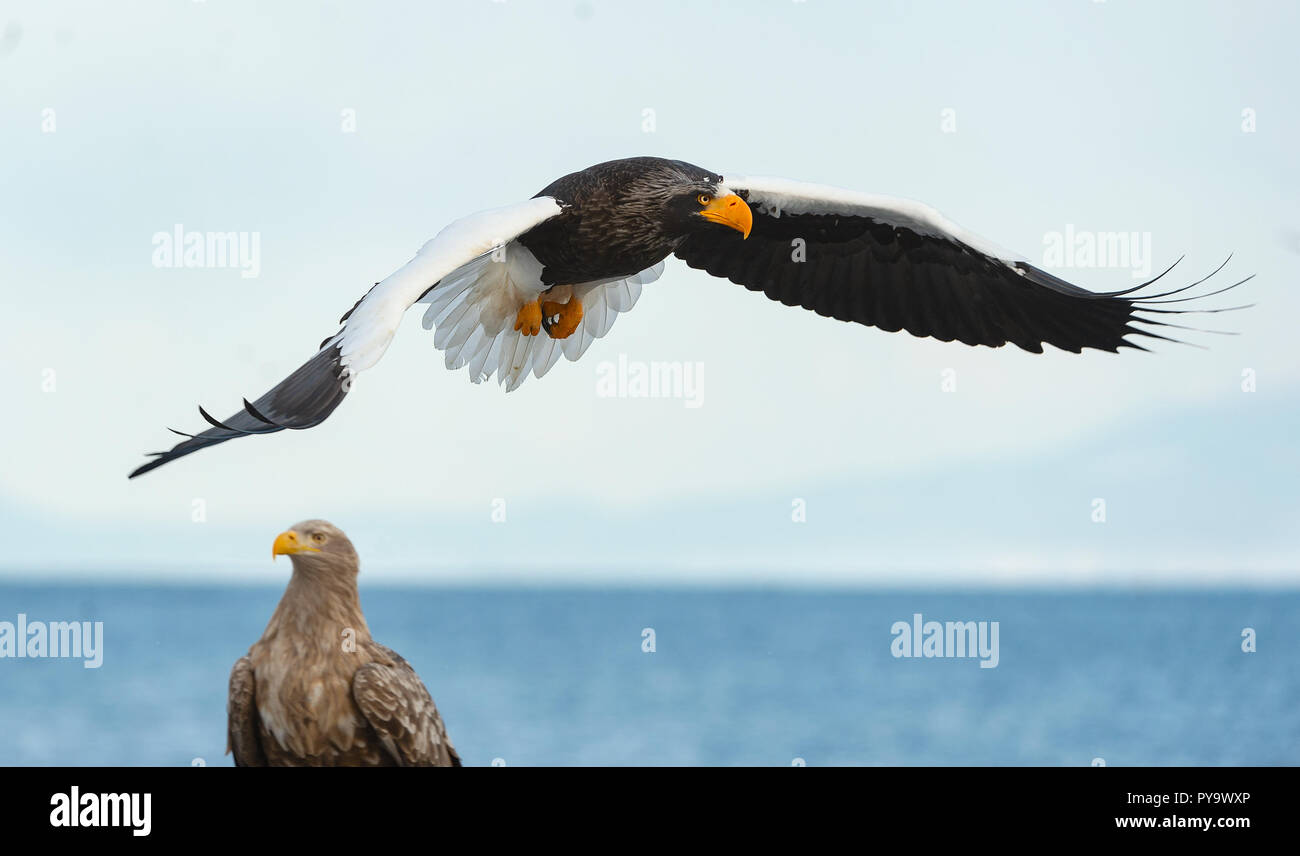 Adult Steller's sea eagle in flight. Scientific name: Haliaeetus pelagicus. Blue sky and ocean background. Stock Photo