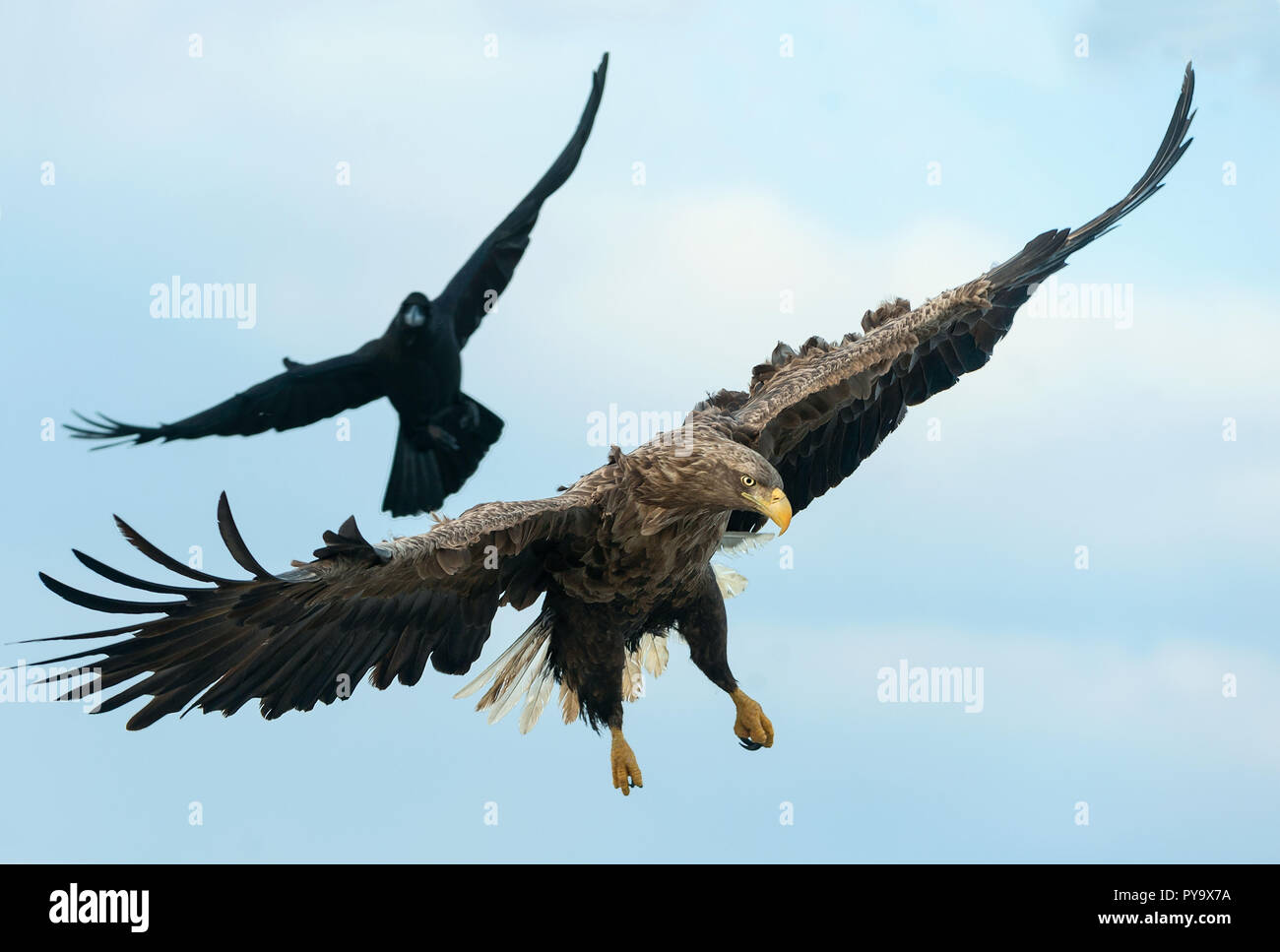Raven and  White tailed eagle in flight.  Scientific name: Haliaeetus albicilla, also known as the ern, erne, gray eagle, Eurasian sea eagle and white Stock Photo
