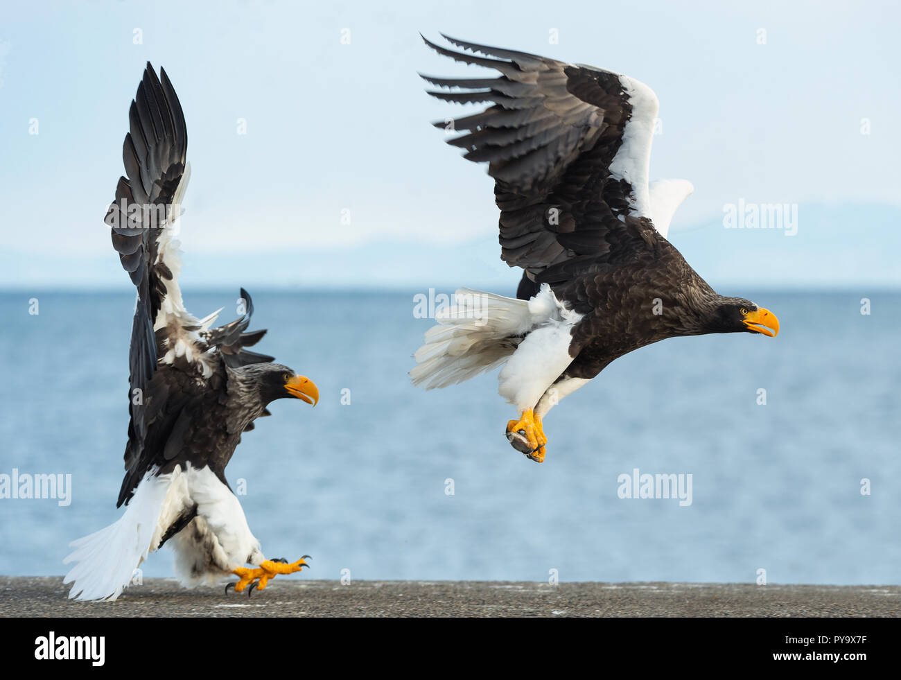 Adult Steller's sea eagle in flight. Scientific name: Haliaeetus pelagicus. Blue sky and ocean background. Stock Photo