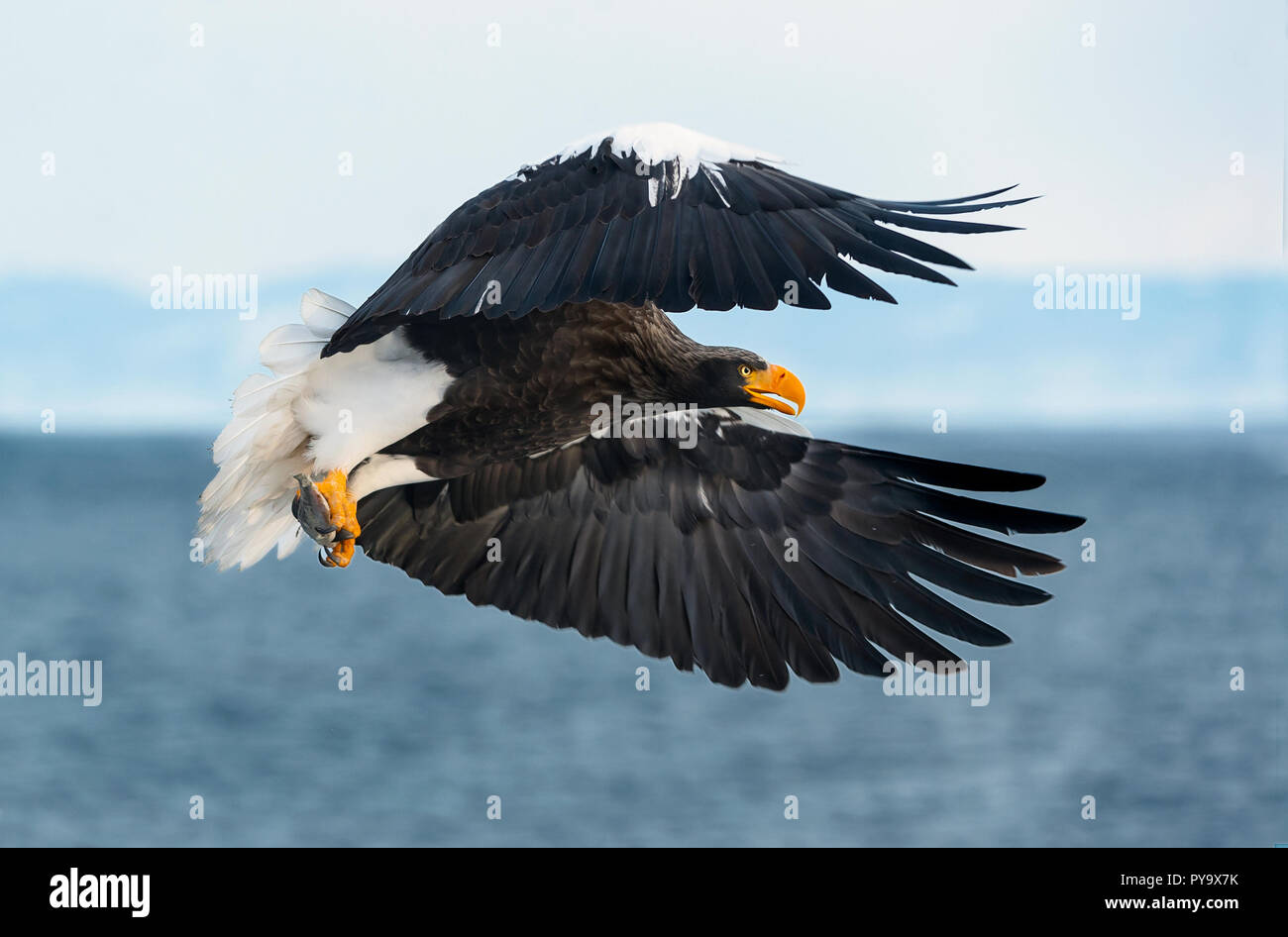 Adult Steller's sea eagle in flight. Scientific name: Haliaeetus pelagicus. Blue sky and ocean background. Stock Photo