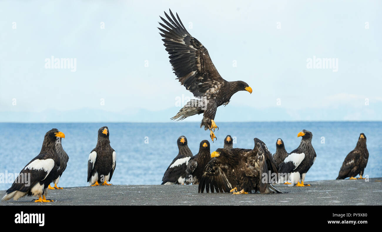 Adult Steller's sea eagles. Blue sky and ocean background. Scientific name: Haliaeetus pelagicus. Natural Habitat. Winter Season. Stock Photo