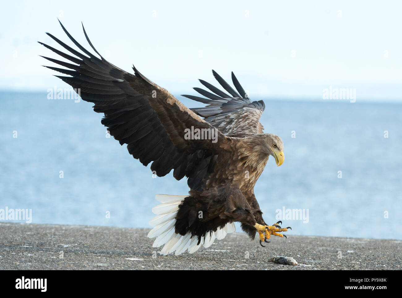 Adult White tailed eagle in flight. Blue sky and ocean background. Scientific name: Haliaeetus albicilla, also known as the ern, erne, gray eagle, Eur Stock Photo