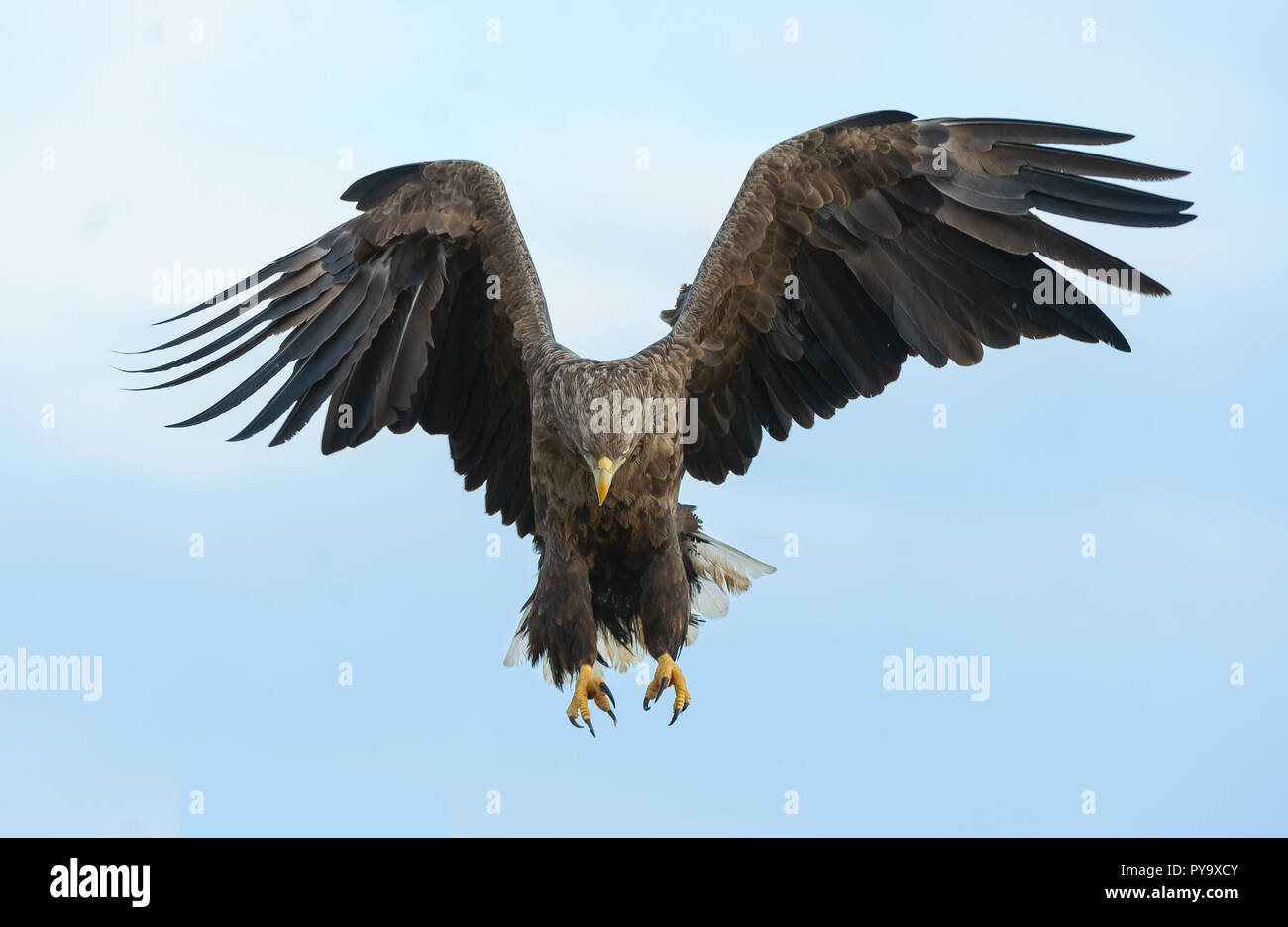 Adult White-tailed eagle in flight. Blue sky background. Scientific name: Haliaeetus albicilla, also known as the ern, erne, gray eagle, Eurasian sea  Stock Photo