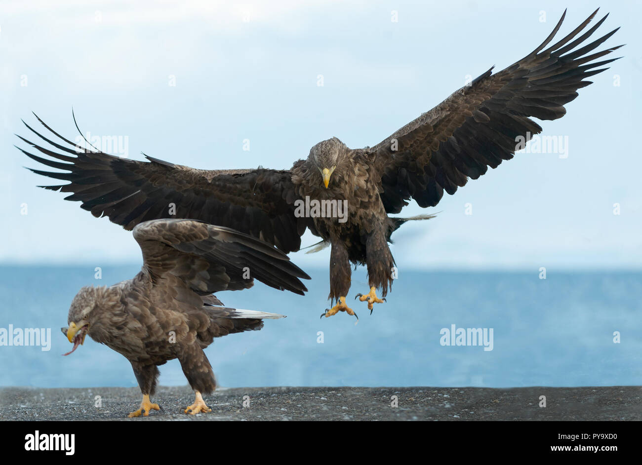 Adult White-tailed eagle in flight. Blue sky background. Scientific name: Haliaeetus albicilla, also known as the ern, erne, gray eagle, Eurasian sea  Stock Photo