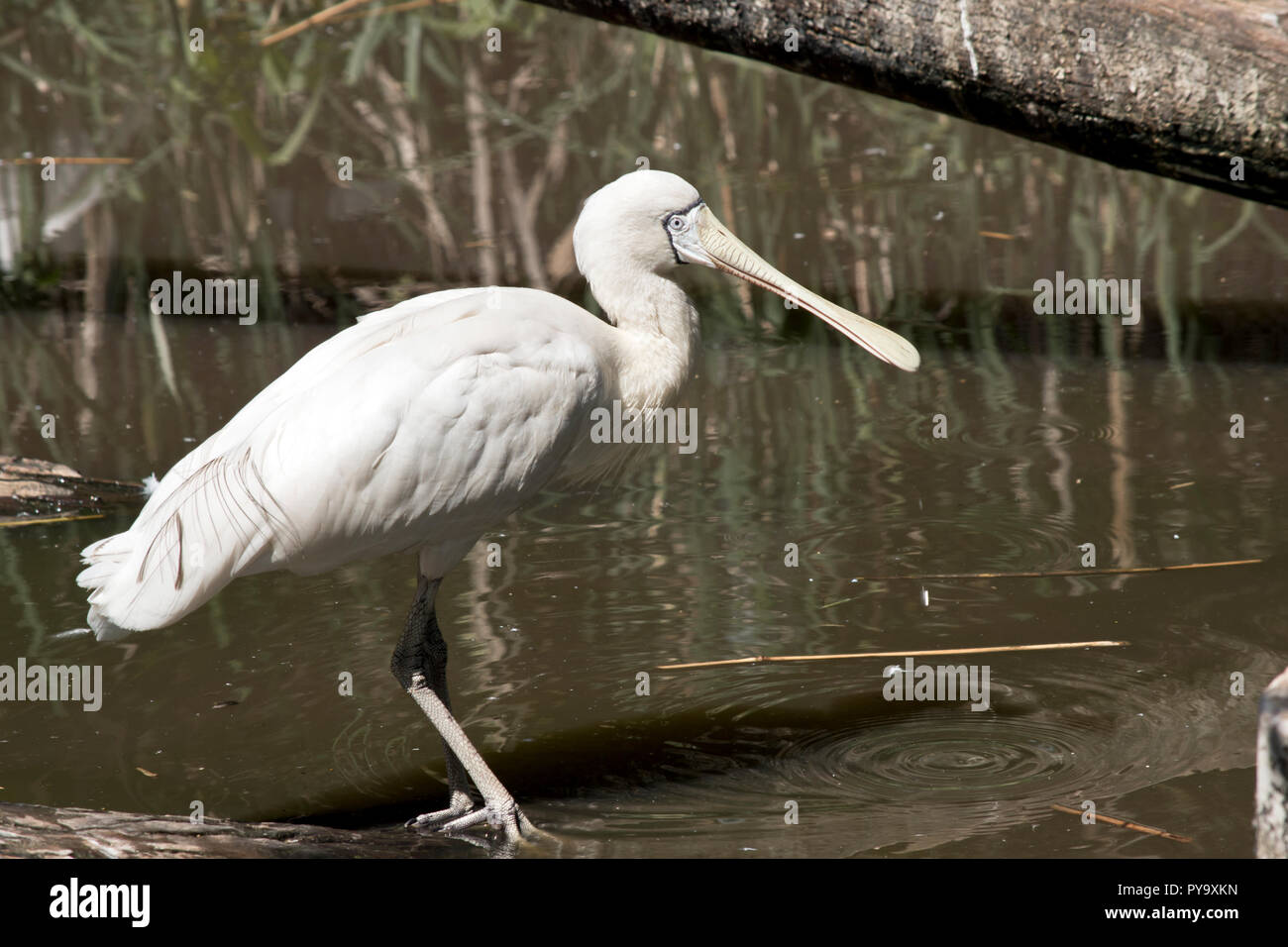 this is a side view of a yellow spoonbill Stock Photo