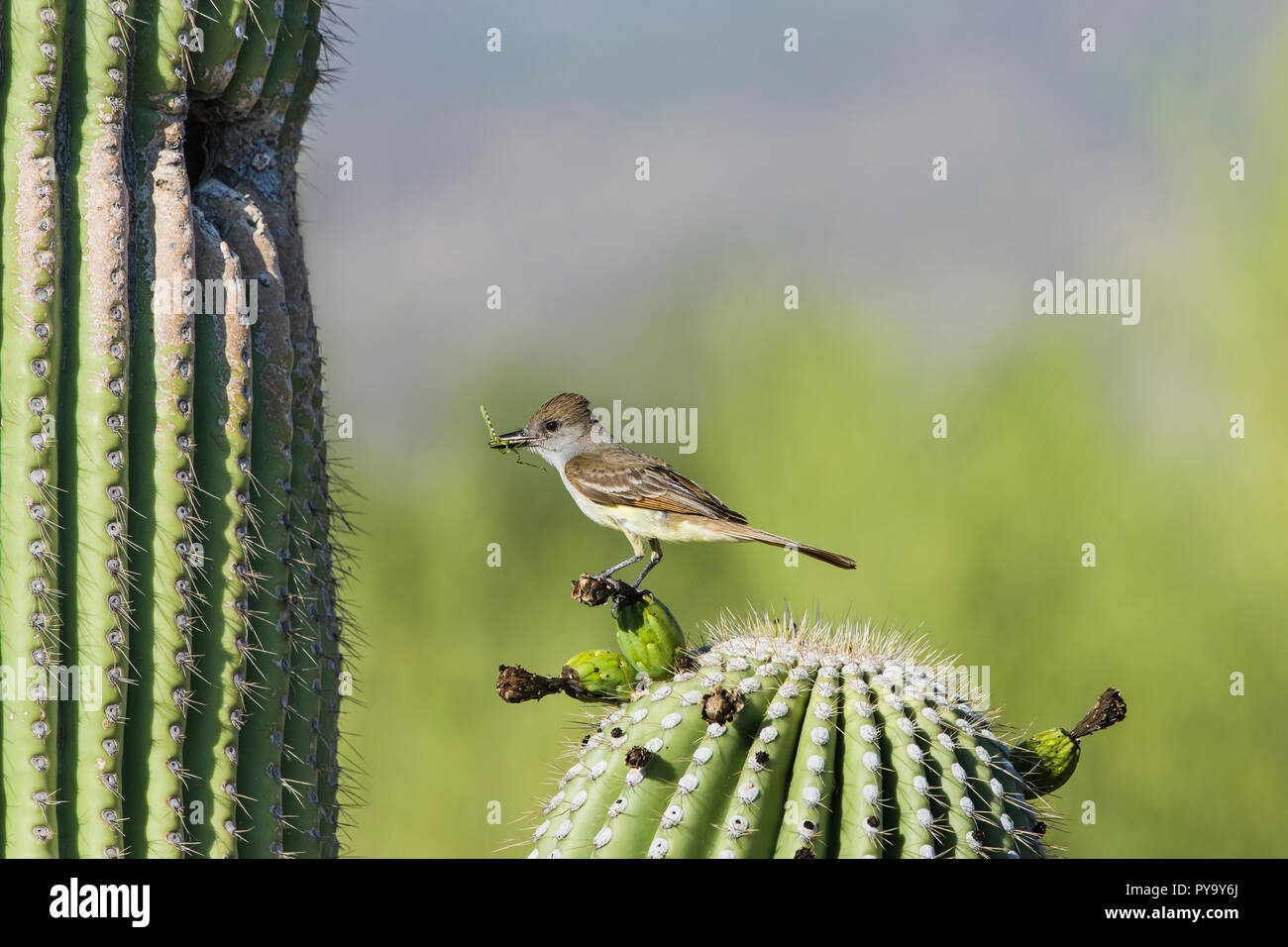 A Brown-crested Flycatcher, (Myiarchus tyrannulus brings food to a nest in a Saguaro (Carnegiea gigantea). Tucson Stock Photo
