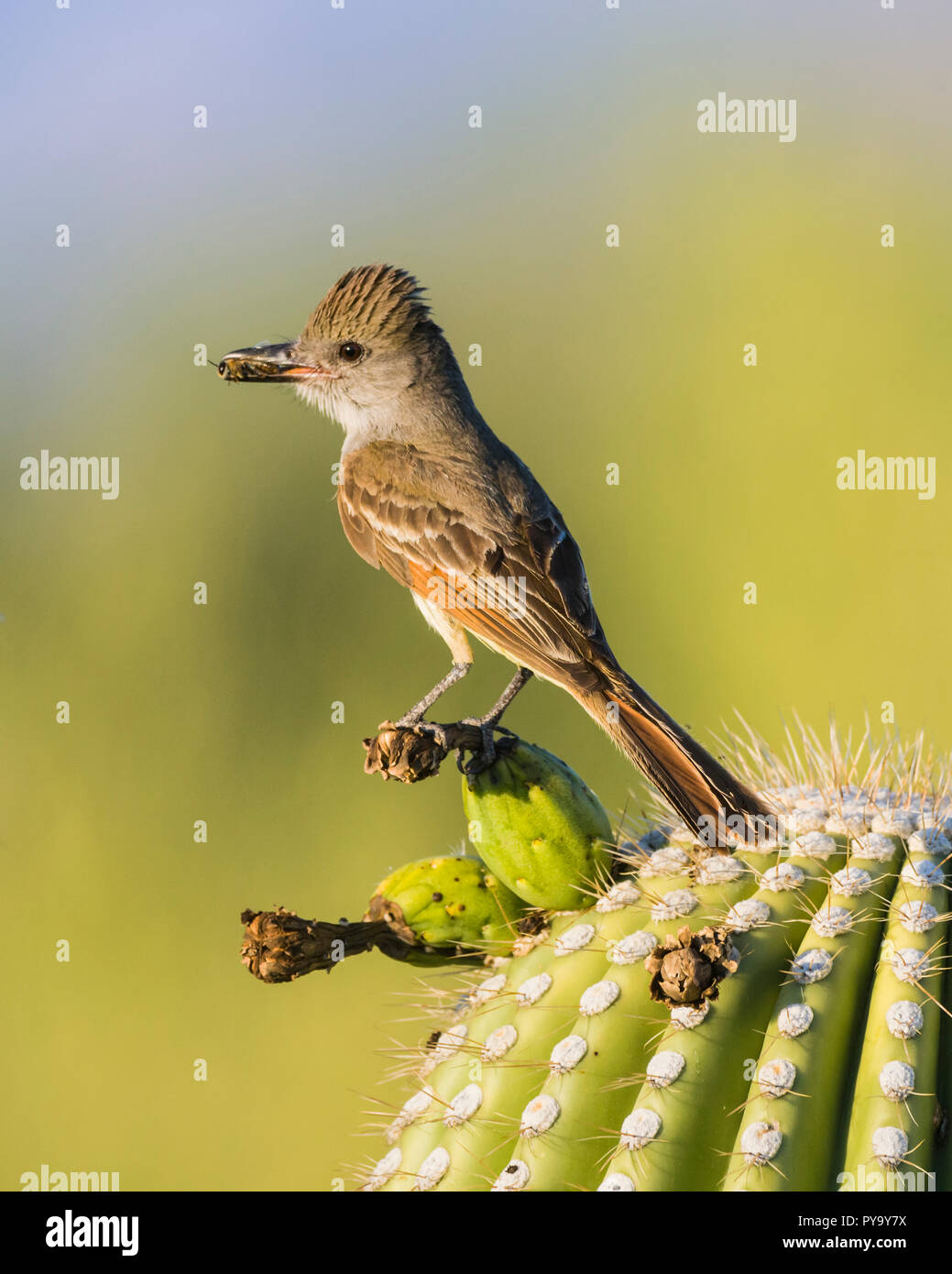 A Brown-crested Flycatcher, (Myiarchus tyrannulus brings food to a nest
