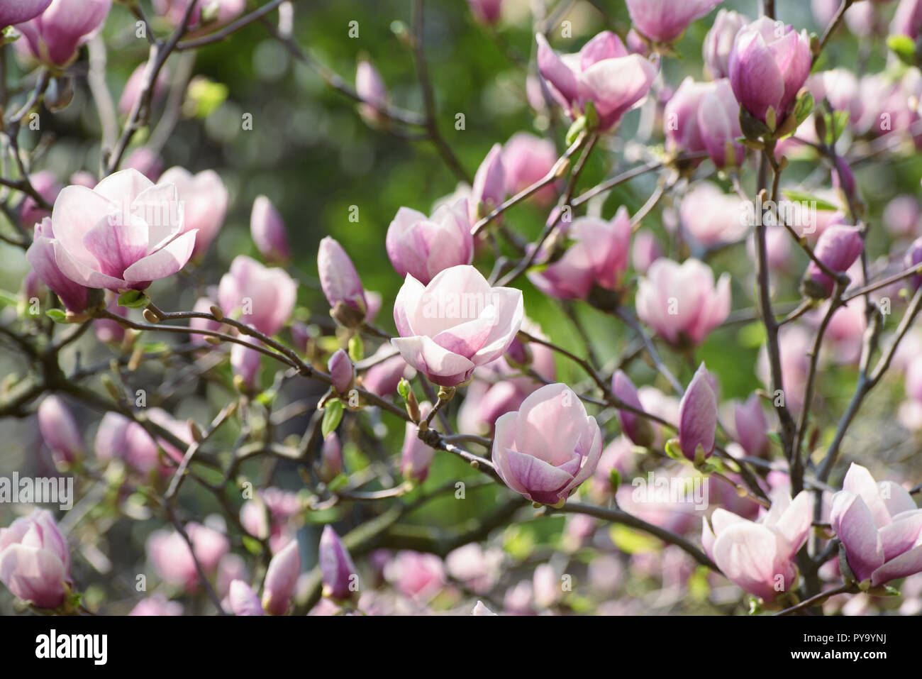 Magnolia spring flowers Stock Photo - Alamy