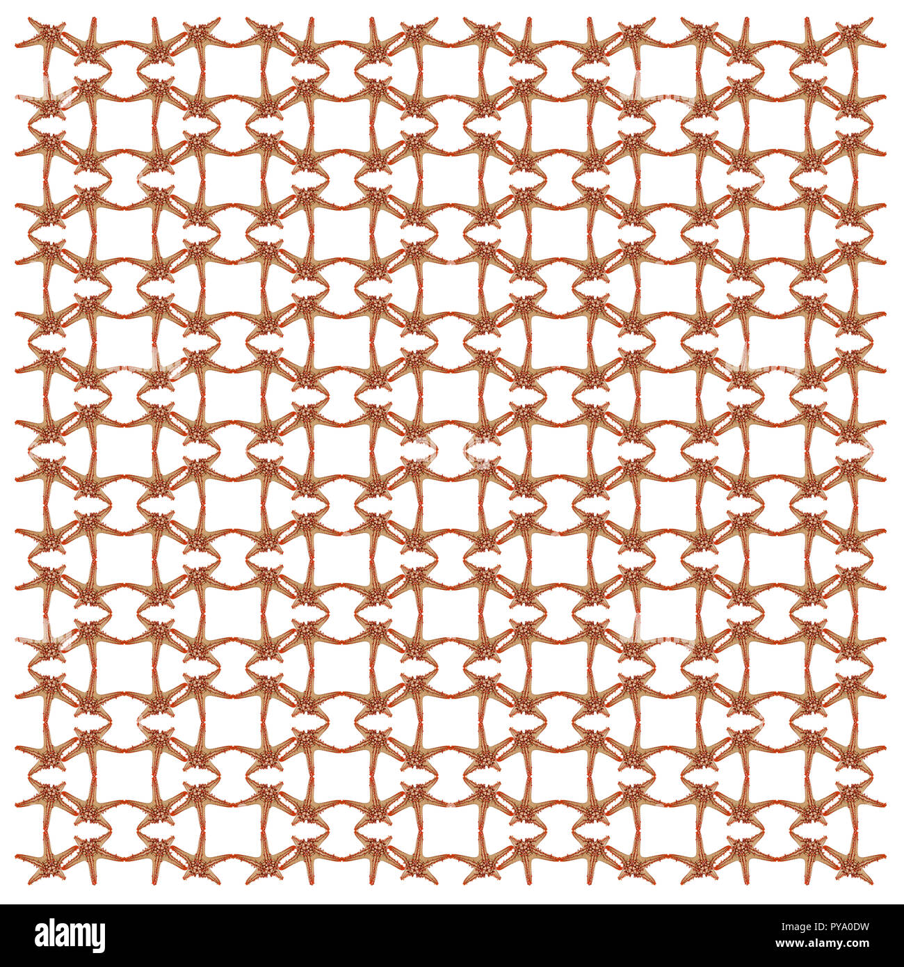 Red-knobbed starfish, Protoreaster linckii, in repeated pattern, in front of white background Stock Photo