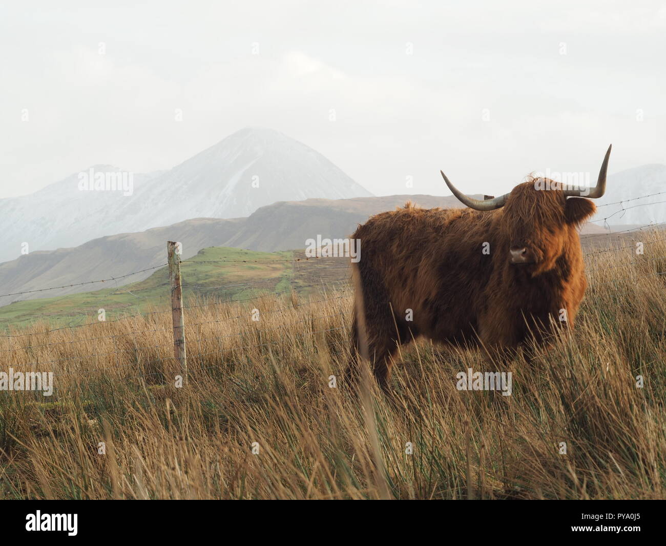 A Highland cow in the Highlands of Scotland Stock Photo - Alamy