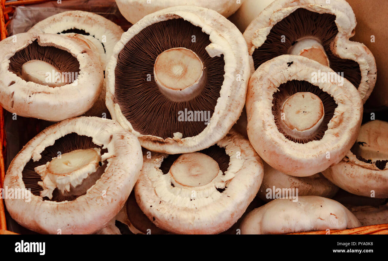 An image of a basket full of large edible mushrooms. Stock Photo
