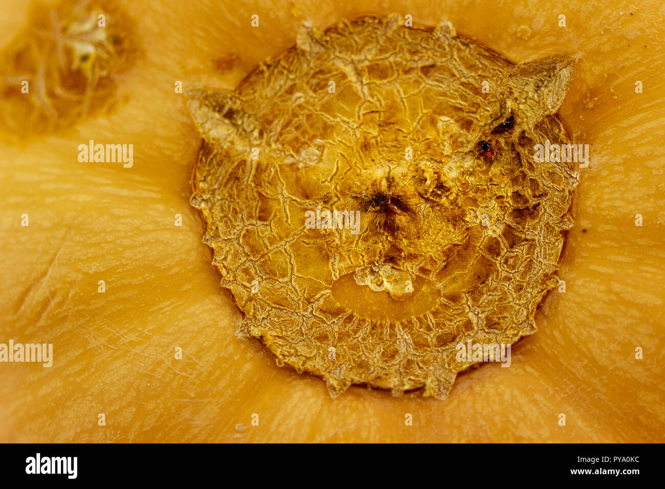 Close up of the scar at the bottom of a yellow butternut squash. Stock Photo
