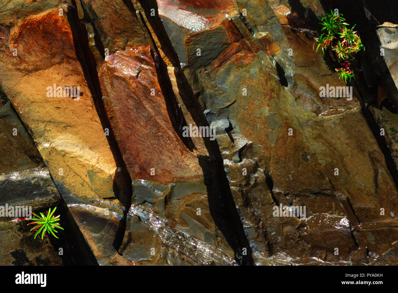 A close up image of seaside rock formations and flora taken in Spanish Point, Co. Clare, Ireland Stock Photo