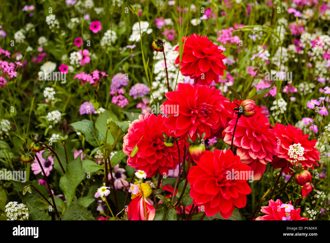 An image of red dahlias against a sea of greenery and pink, purple and white flowers. Stock Photo