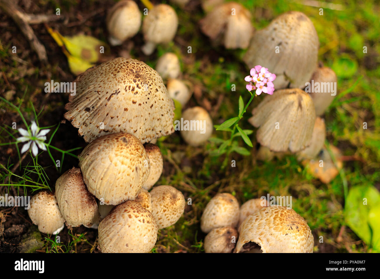 An image of a cluster of mushrooms/fungi growing in a garden with two garden flowers growing among the cluster. Stock Photo