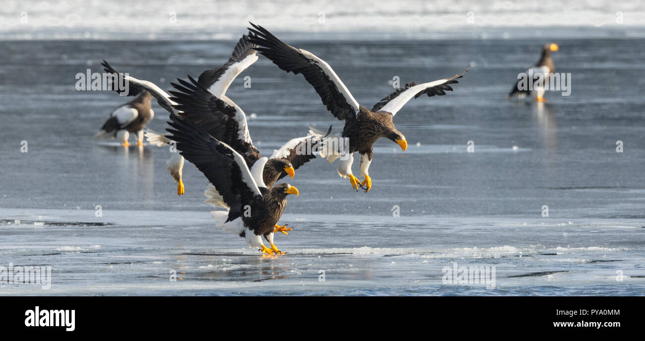 Adult Steller's sea eagles. Ice background. Scientific name: Haliaeetus pelagicus. Natural Habitat. Winter Season. Stock Photo