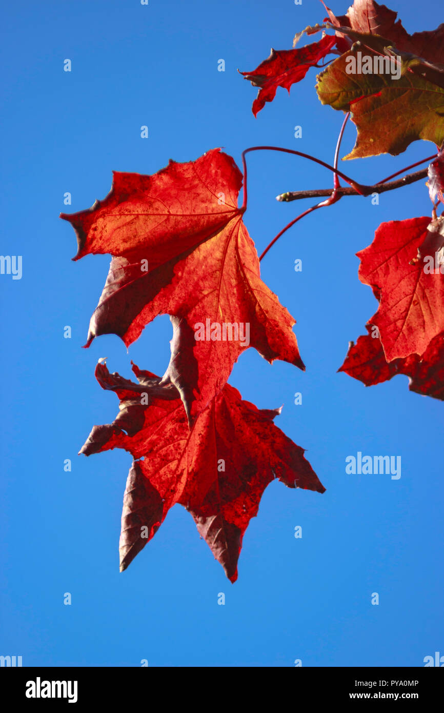A close up image of some autumn/fall sycamore leaves turning orange, red and brown against a blue sky. Stock Photo
