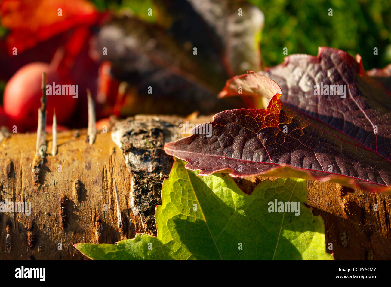Autumnal still life image of a green and red maple leaves sitting on a wooden log. Stock Photo
