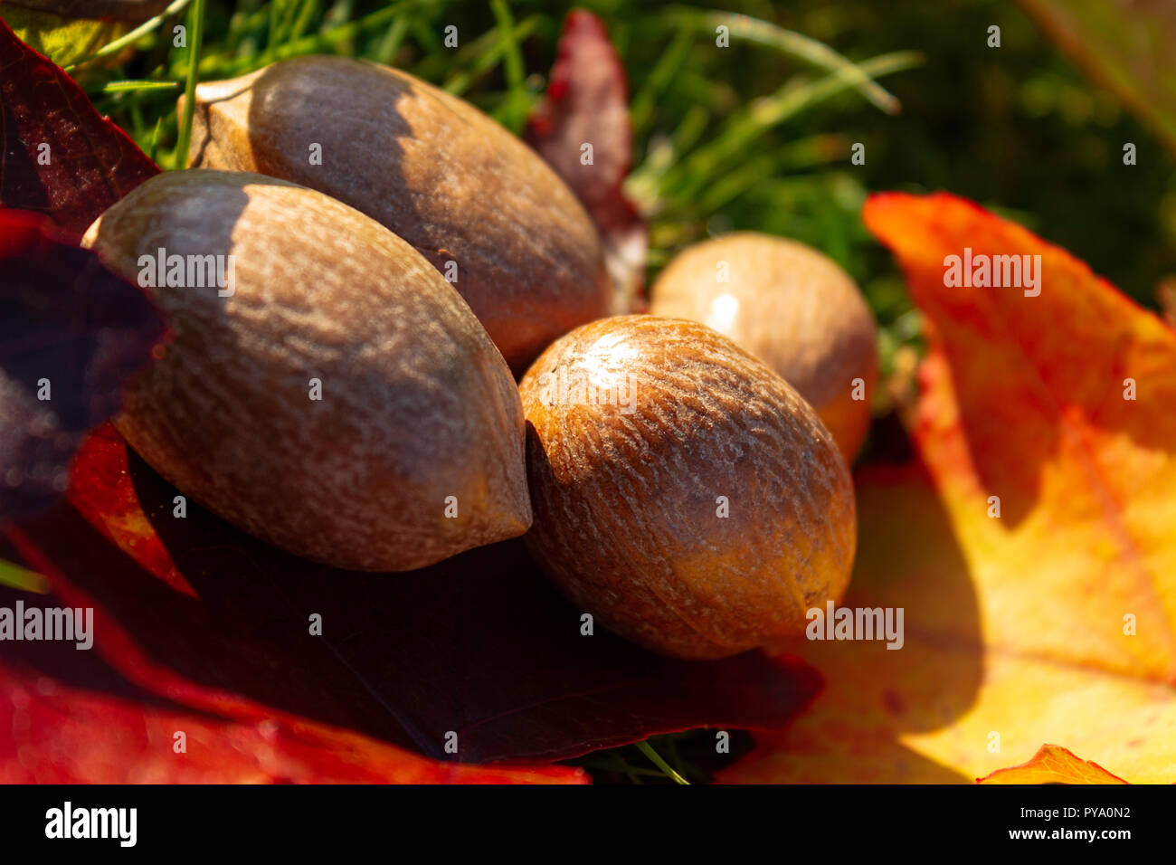 Autumnal still life image of pecan nuts sitting on some yellow and red maple leaves. Stock Photo
