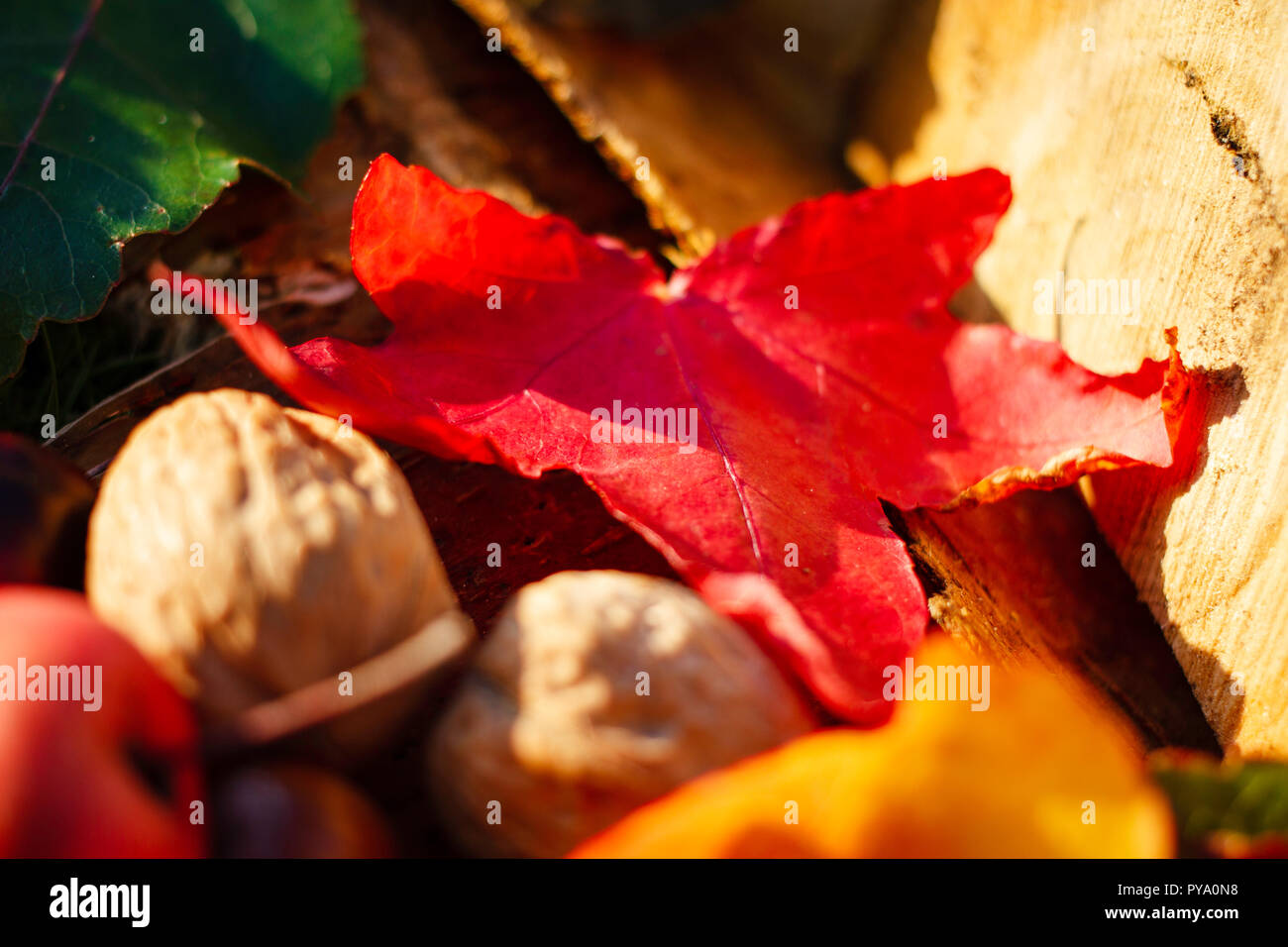 Image of a red maple leaf with walnuts, crab apple and wooden log in an autumnal still life. Stock Photo