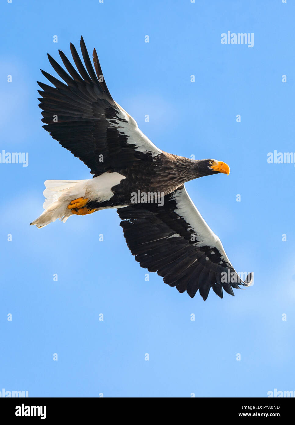 Adult Steller's sea eagle in flight. Scientific name: Haliaeetus pelagicus. Blue sky background. Stock Photo