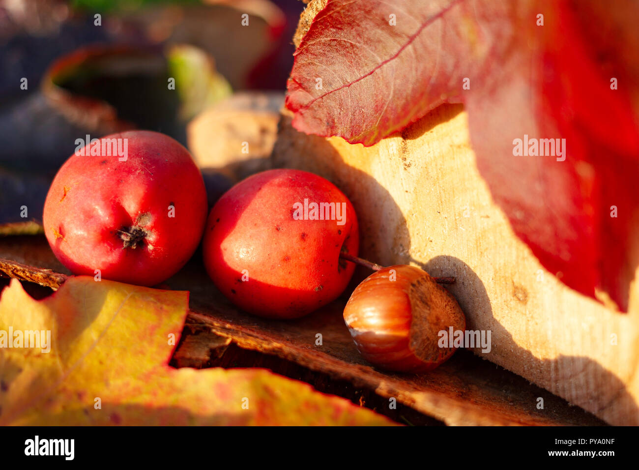 Autumnal still life image of two crab apples and hazelnut with yellow and red maple leaves against a wooden log. Stock Photo