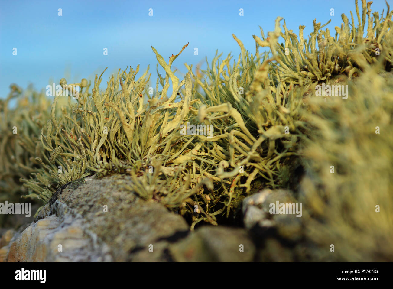 An image of coastal plants or flora growing on top of a rocky ledge against a blue sky. Stock Photo