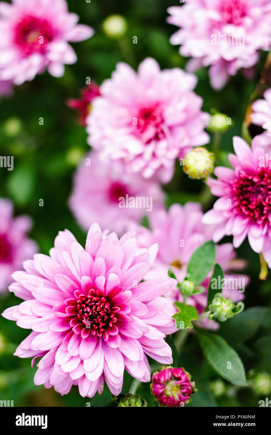 An image of blooming pink Dahlia flowers against a green leafy background. Stock Photo