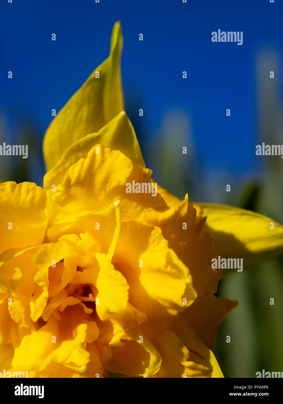 A close up image of a daffodil flower growing in a field against green leaves and a blue sky. Stock Photo