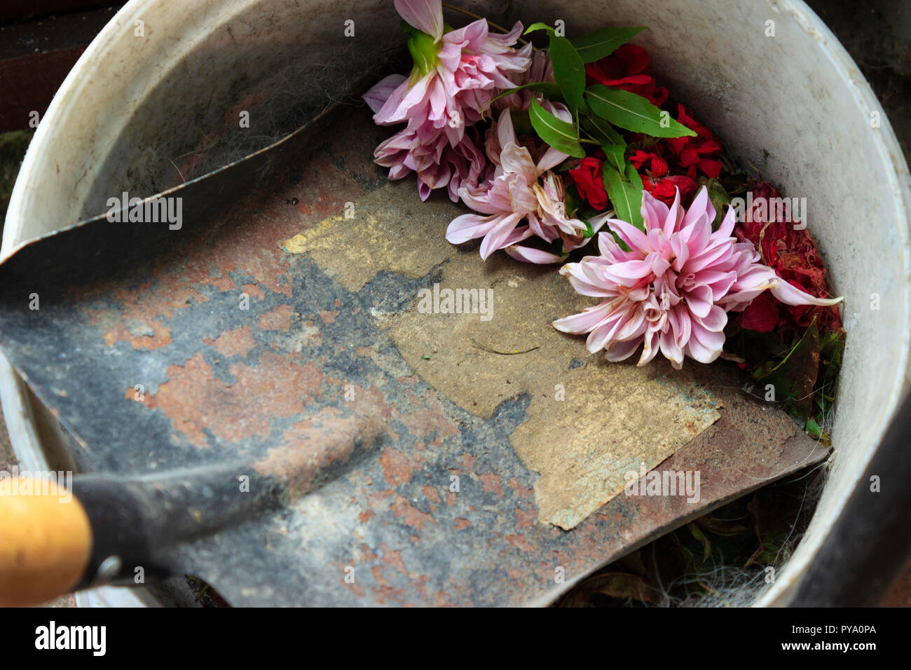 Wooden handled garden spade in white bucket with dead headed pink and red flowers, green leaves and common garden and yard dirt in bucket. Stock Photo