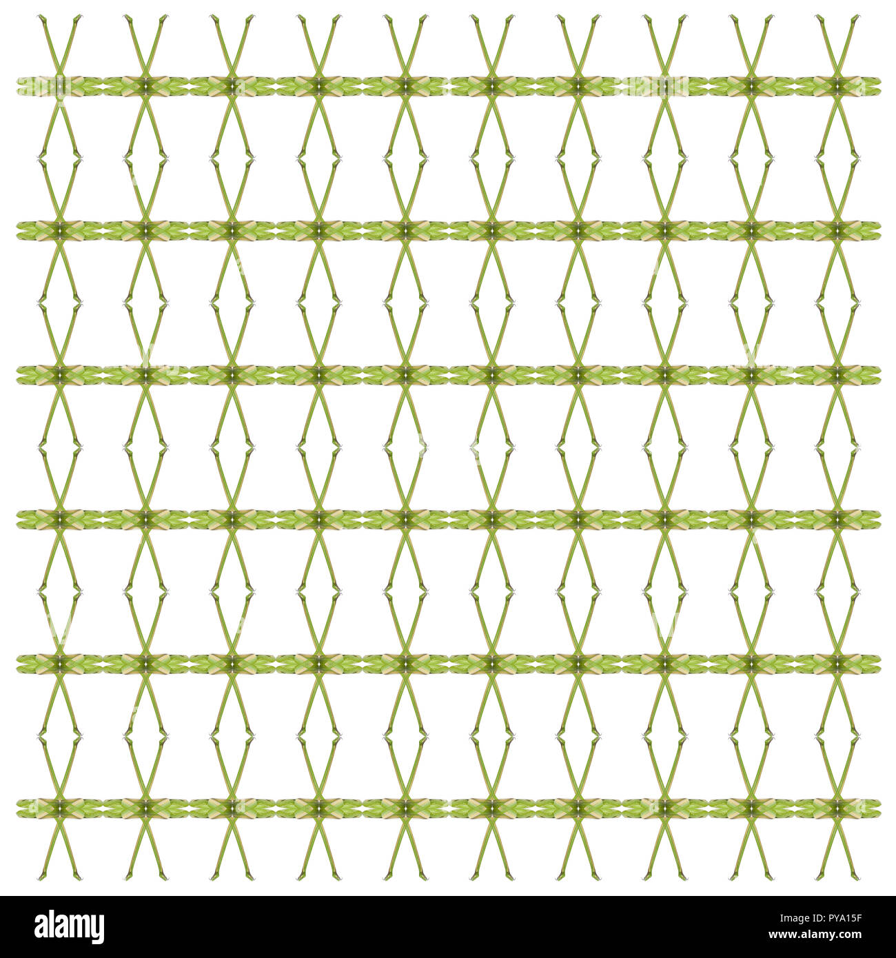 green tree python, Morelia viridis, in repeated pattern, in front of white background Stock Photo
