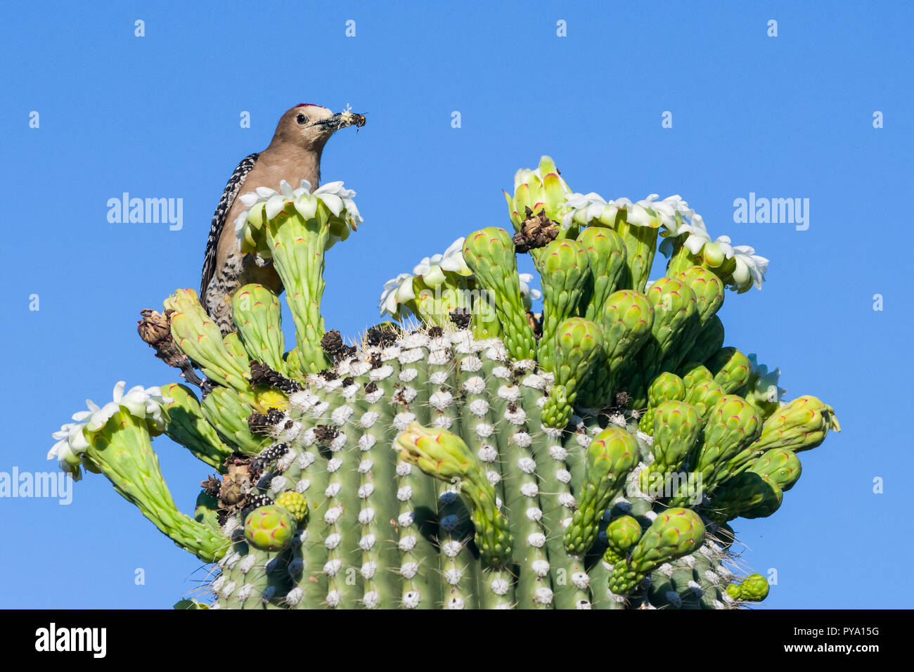 A male Gila Woodpecker (Melanerpes uropygialis) perched on the flower buds of a Saguaro (Carnegiea gigantea) with a honey bee that he caught, that he  Stock Photo