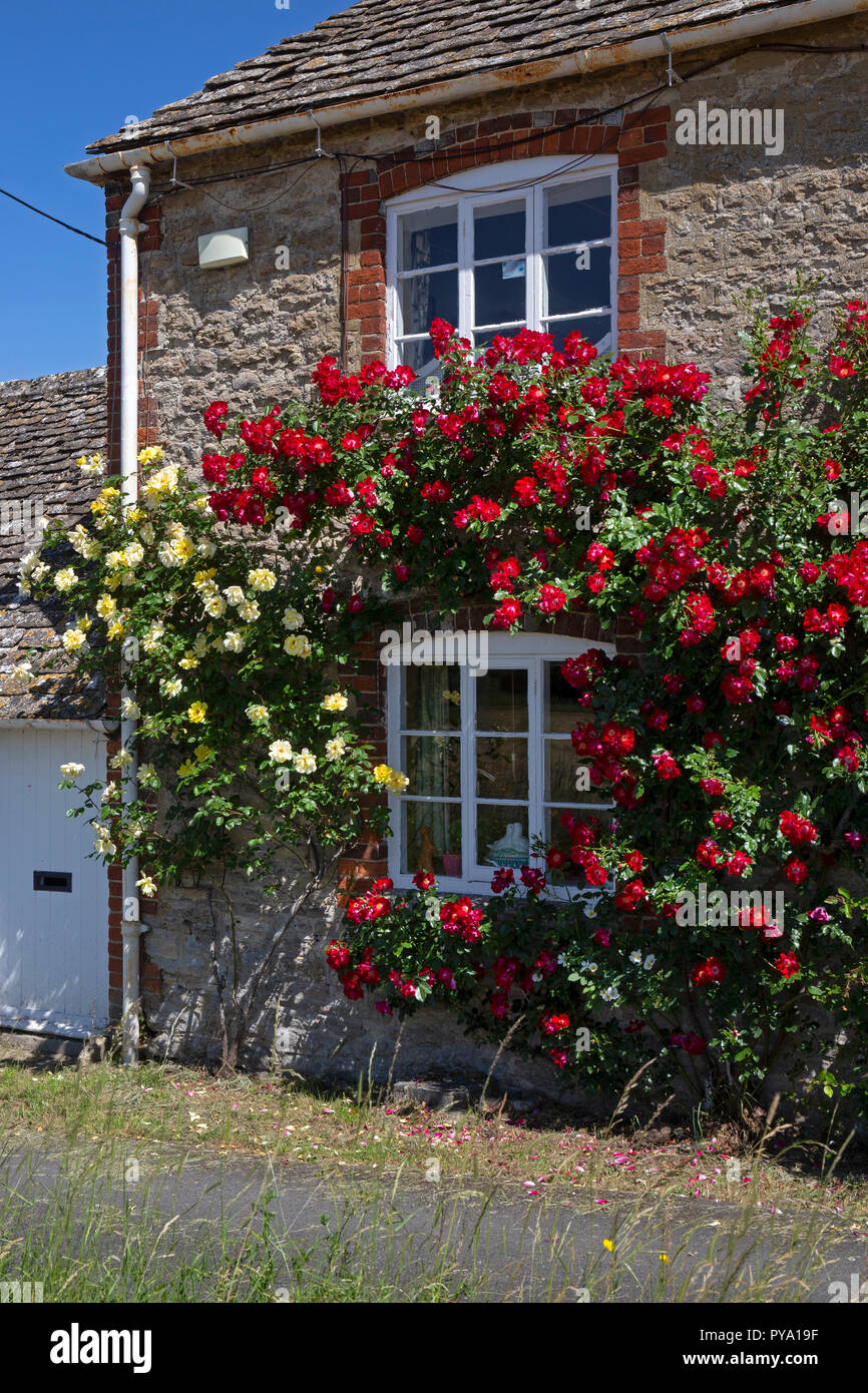 climbing roses around windows of cottage in English Garden,England,Europe Stock Photo