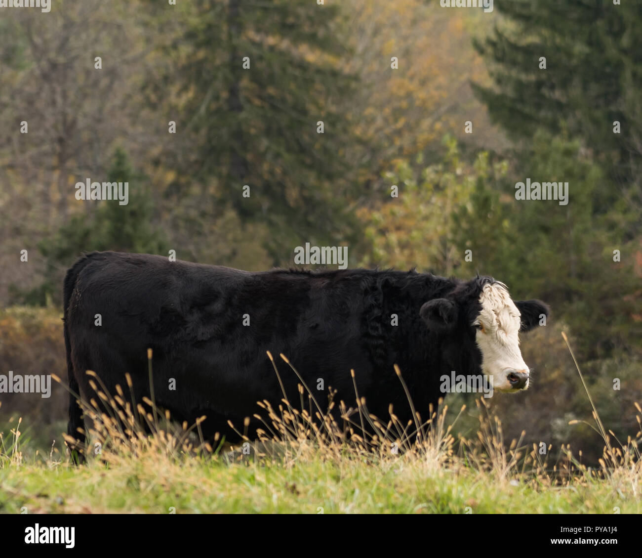 Black cow with white face on rural New England pasture with fall color in background woods Stock Photo