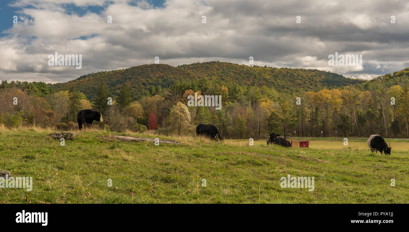 Panorama of a herd of black and white cows in New England pasture surrounded by woods with fall color Stock Photo