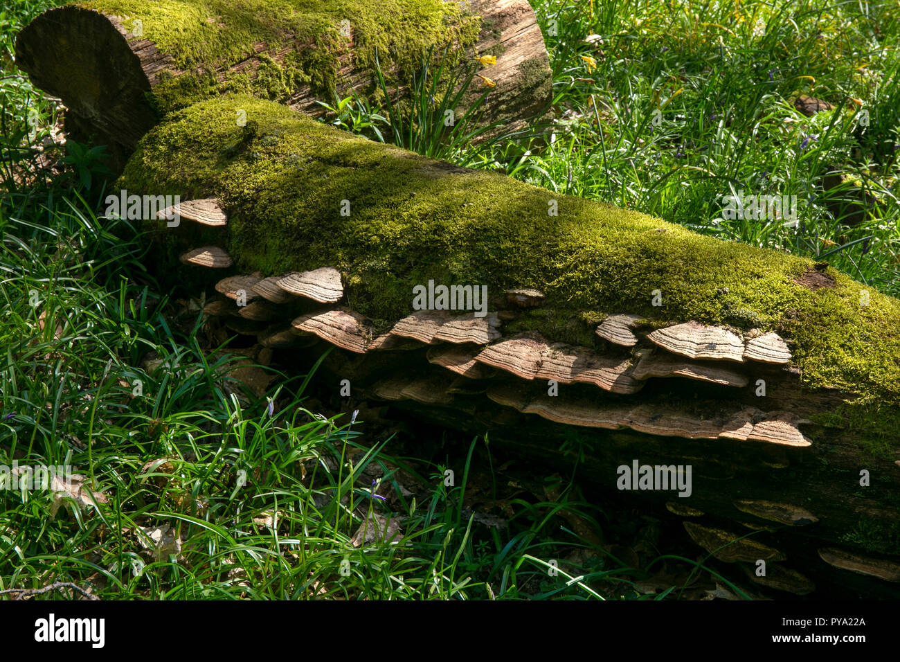 Bracket Fungus growing on fallen beech tree in woodland,England,Europe Stock Photo