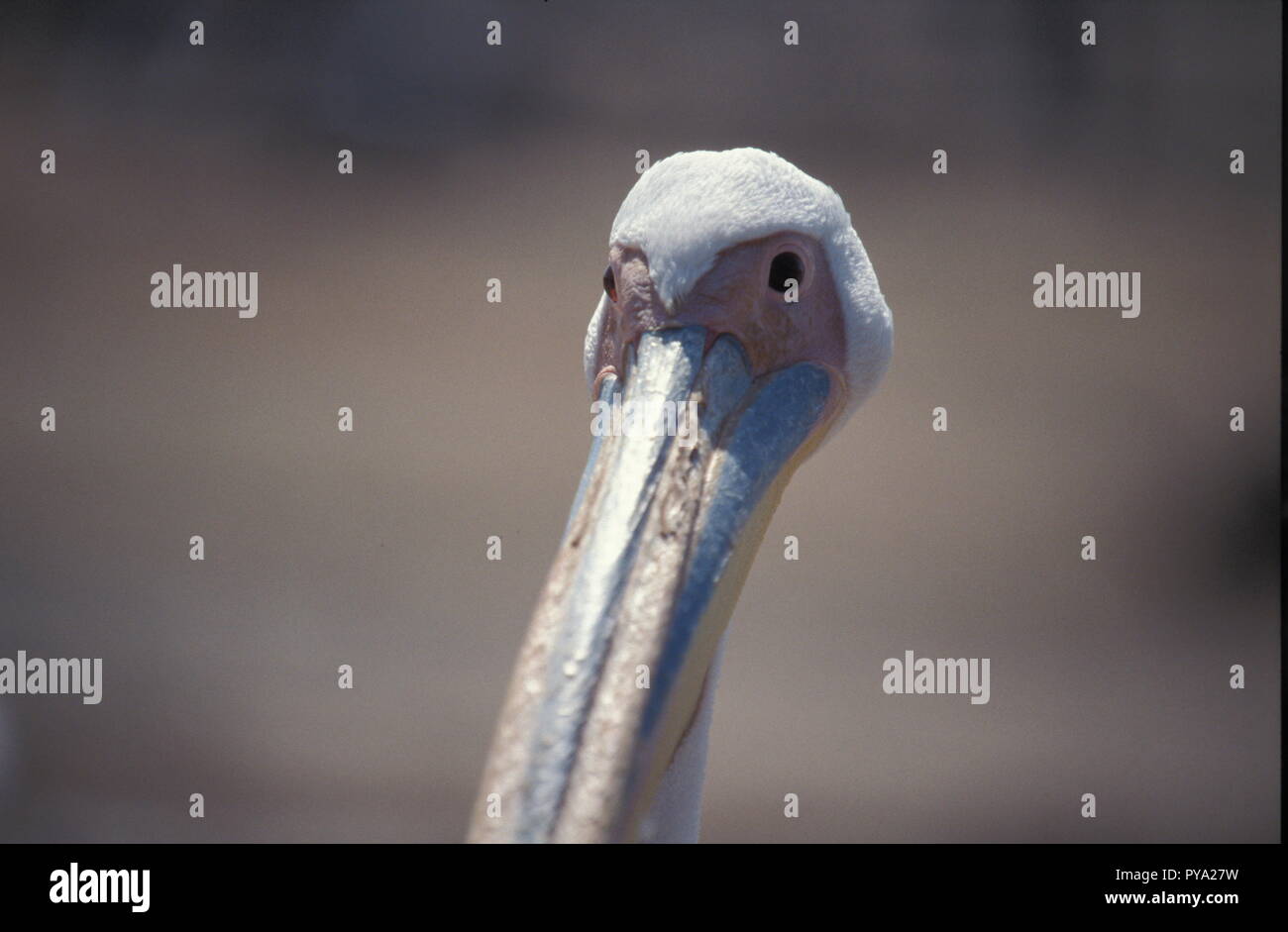 Pelecaniformesת pelican Stock Photo