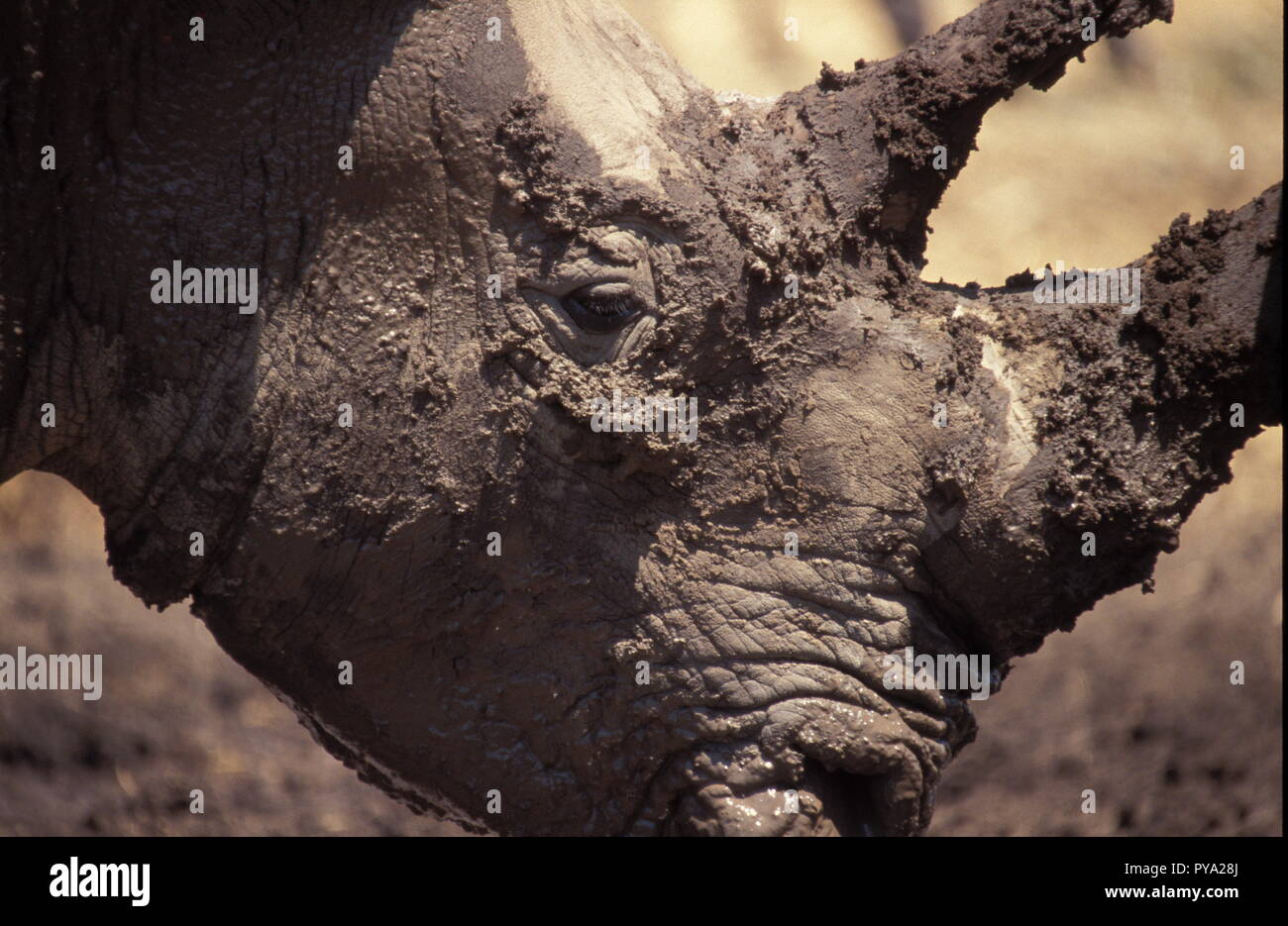Rhinoceros, Rhino with mud Stock Photo