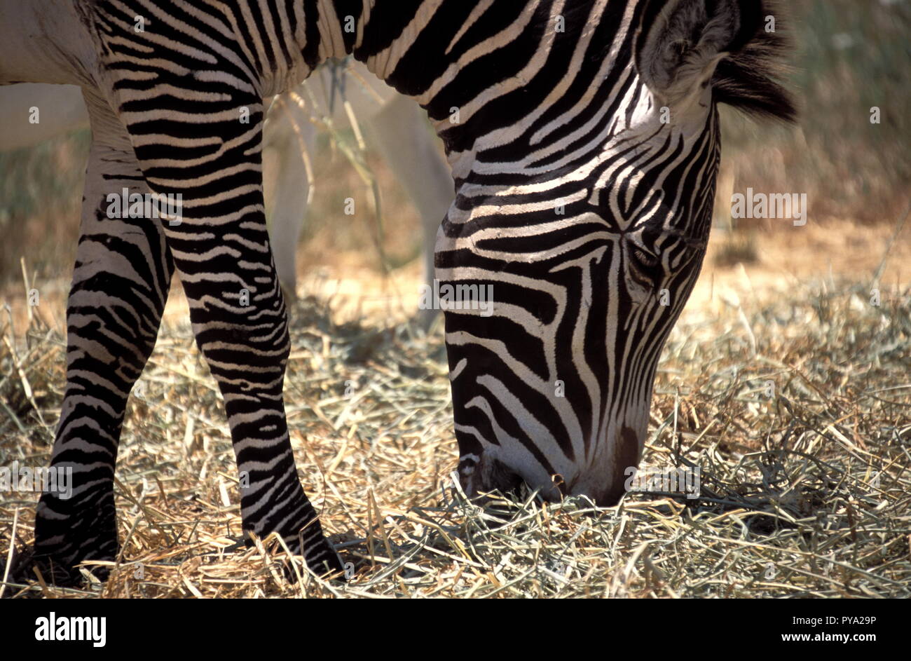 zebra, close up on the head Stock Photo