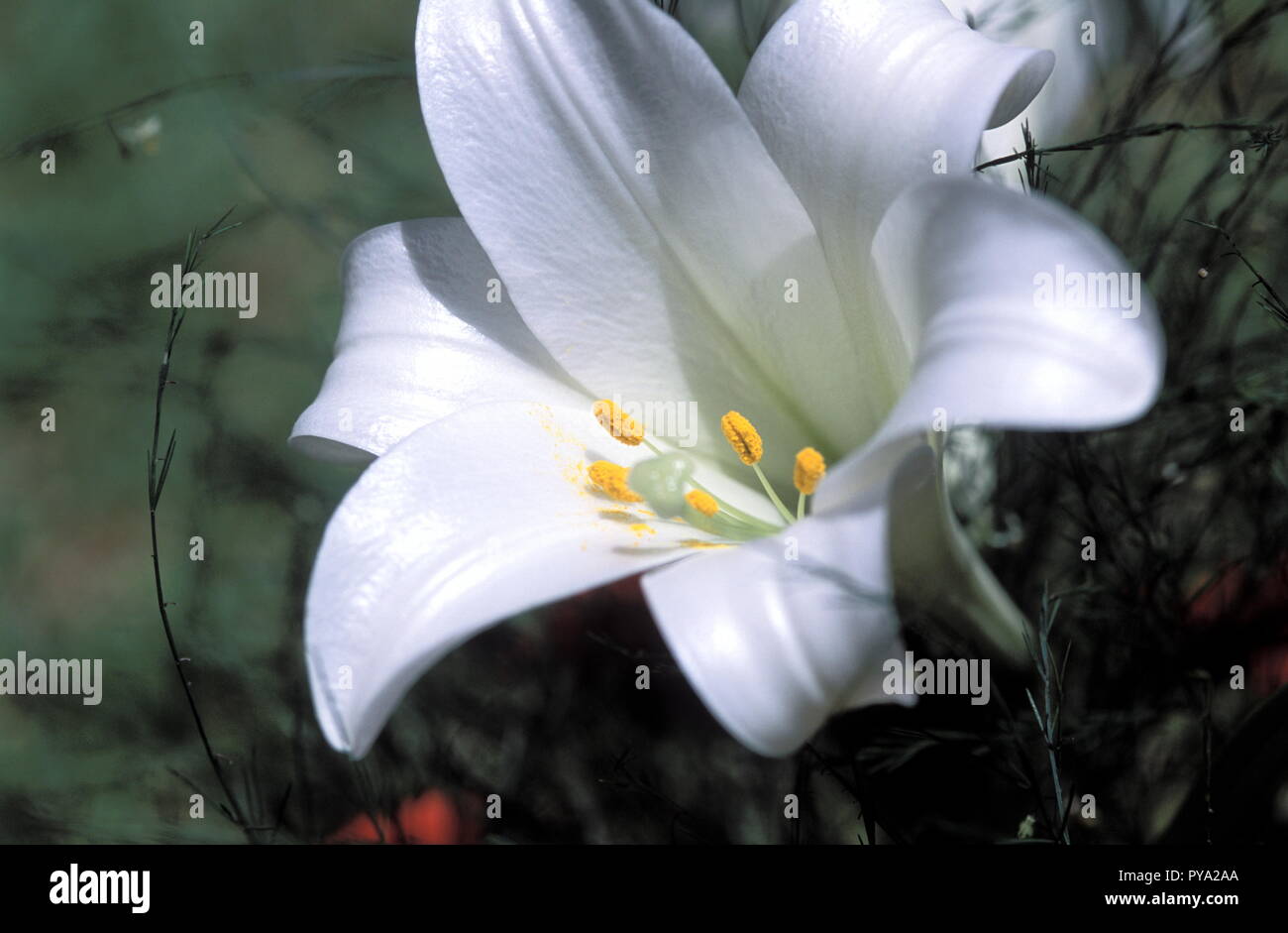 white flower, zoom into the petals and stamens Stock Photo