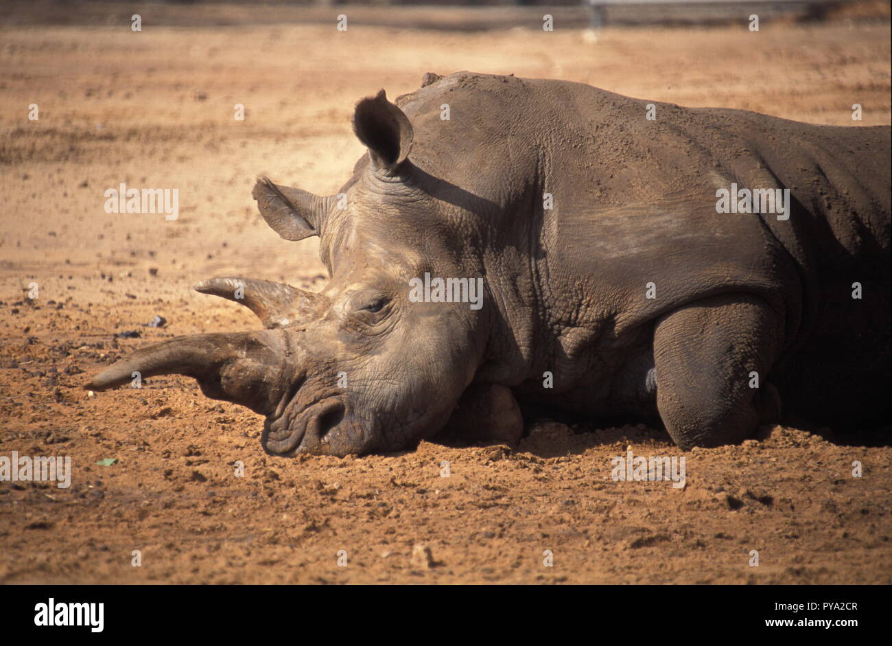 Rhinoceros, Rhino with mud Stock Photo