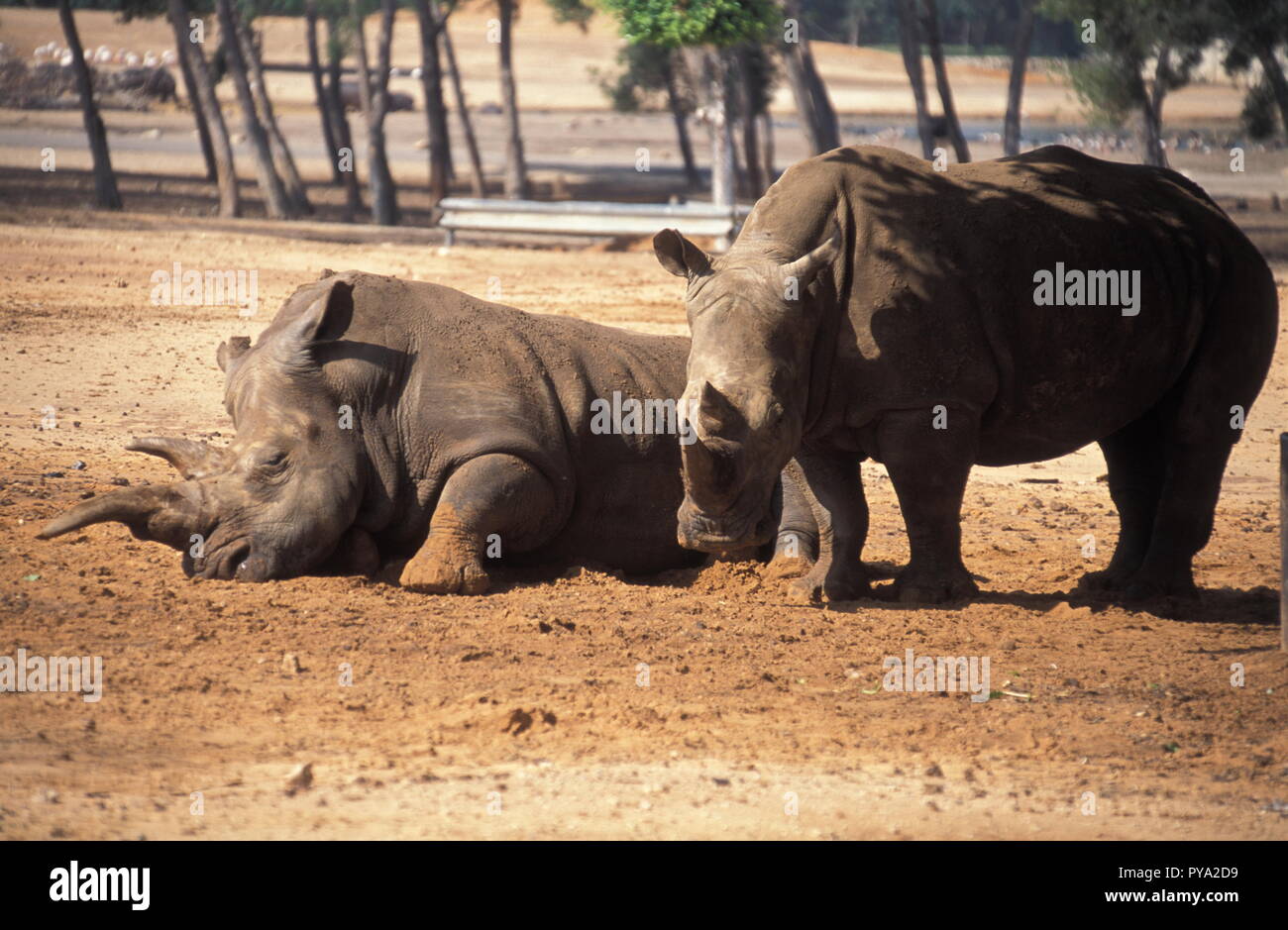 Rhinoceros, pair of Rhino with mud Stock Photo