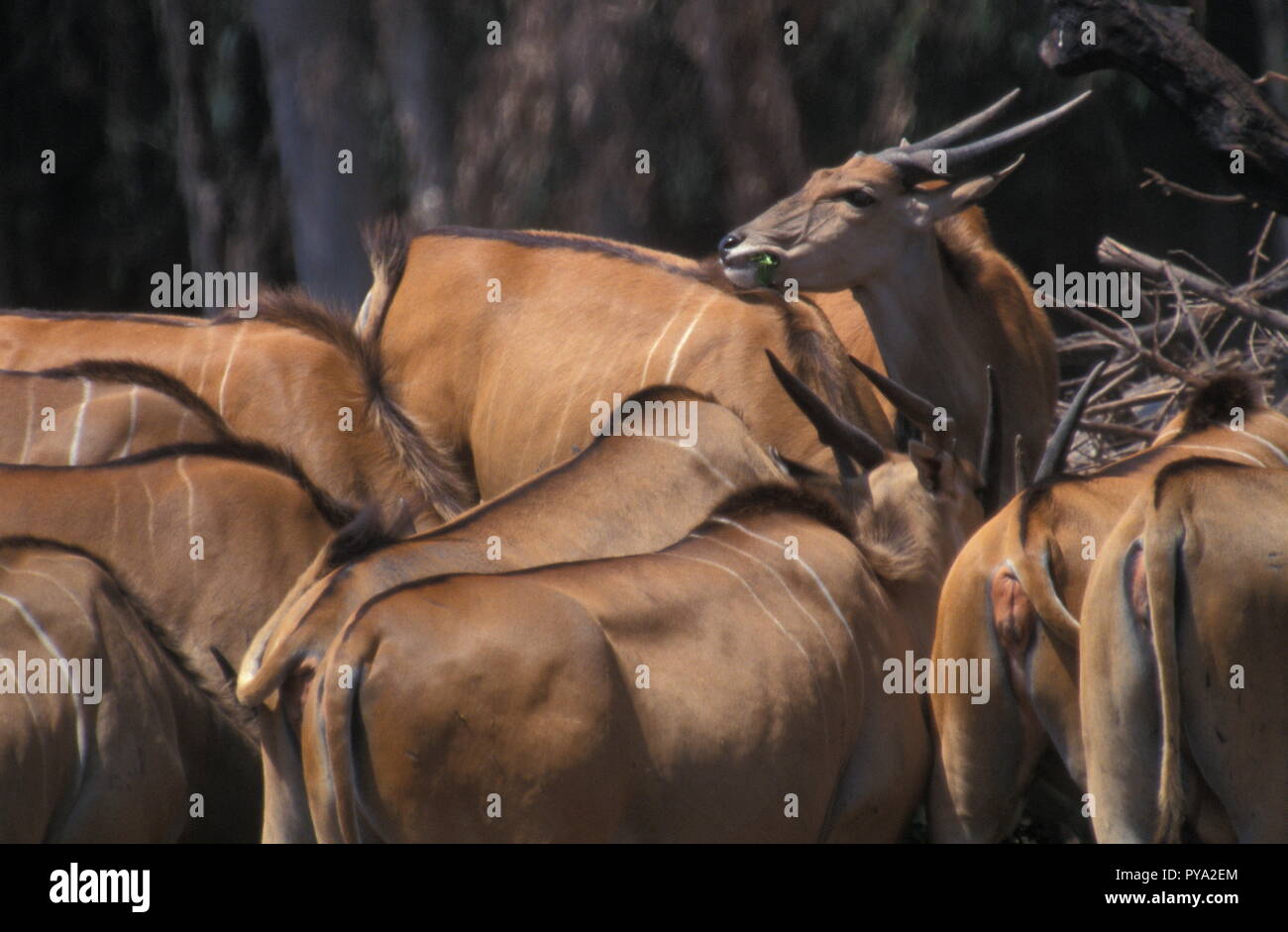 a back view of herd of antelopes Stock Photo