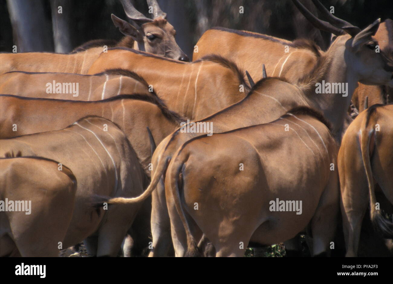 a back view of herd of antelopes Stock Photo