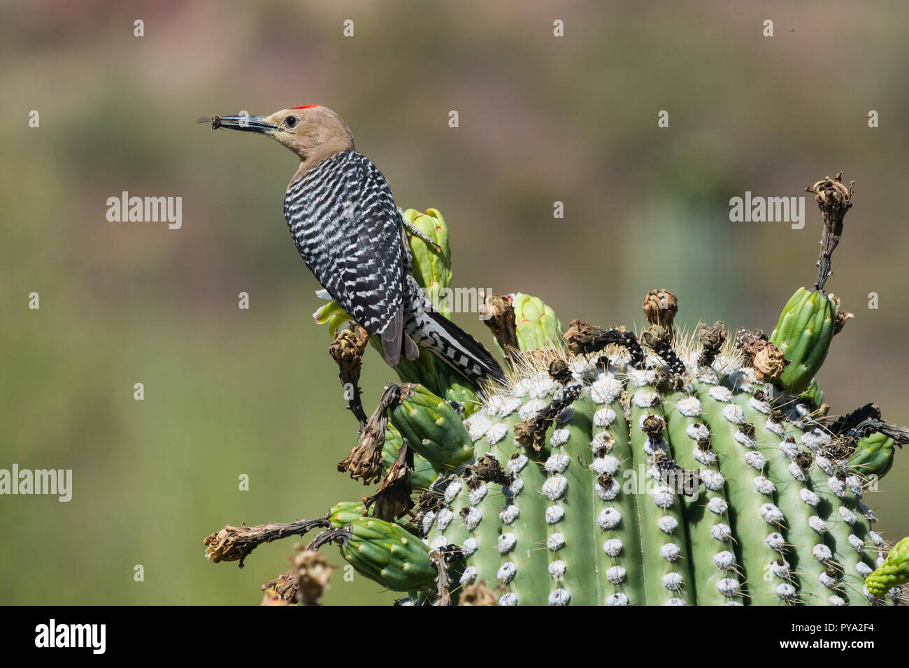 A male Gila Woodpecker (Melanerpes uropygialis) perched on the flower buds of a Saguaro (Carnegiea gigantea) with a honey bee, that he will take to fe Stock Photo
