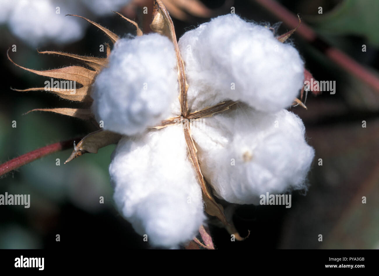 cotton flower Stock Photo