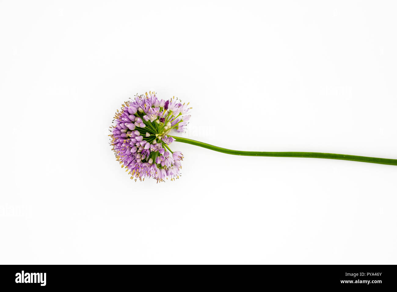 Pincushion Flower Stock Photo