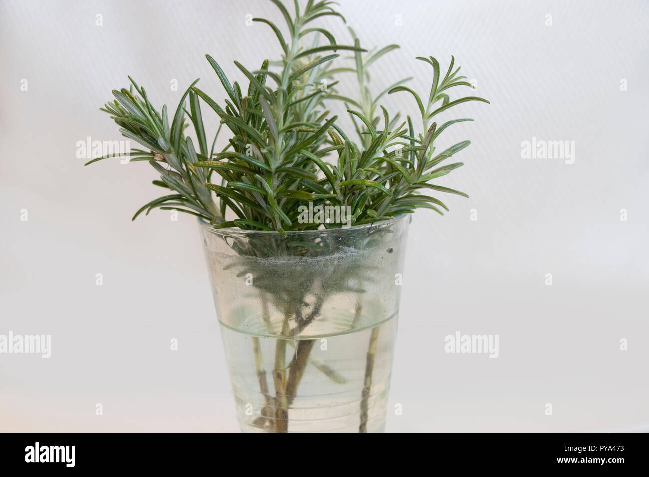 a rosemary bunch in front of a white background Stock Photo - Alamy