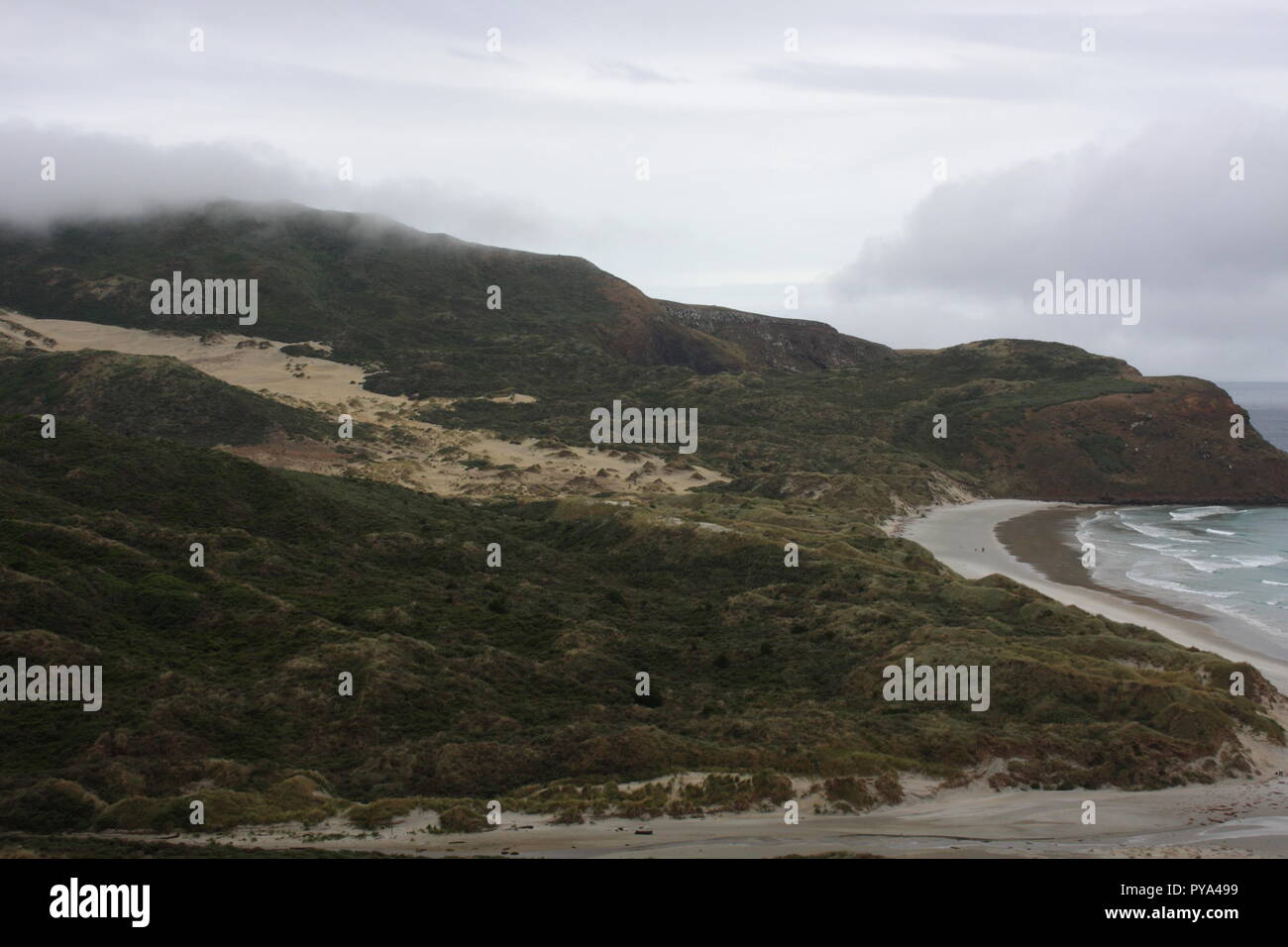 Sandfly Bay, Otago Peninsula, Dunedin, New Zealand, A sand dune beech landscape view, where you can find penguins and other wildlife experiences Stock Photo