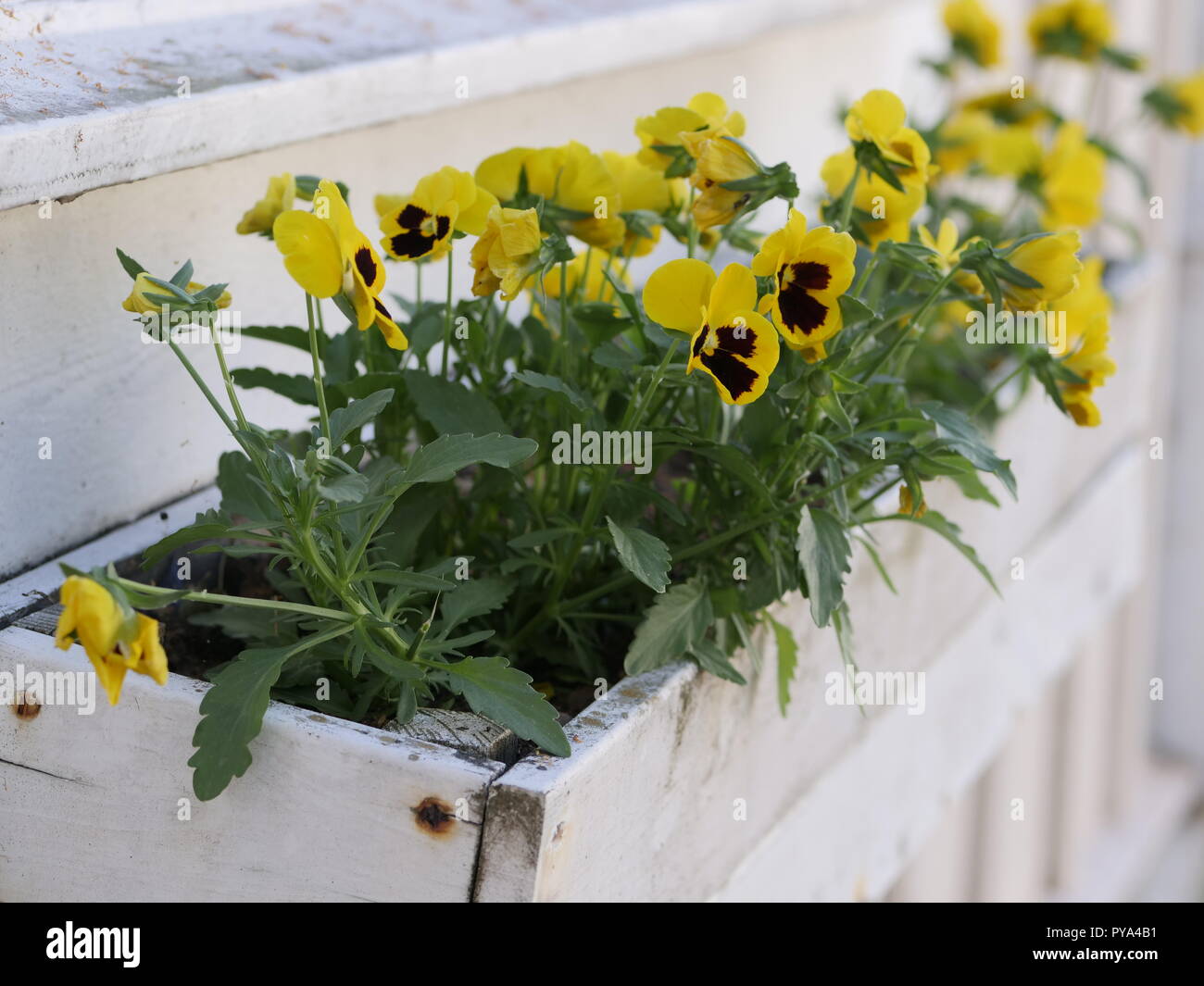 yellow violas in a white flowerpot in Sweden Stock Photo
